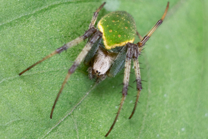 サツマノミダマシの色