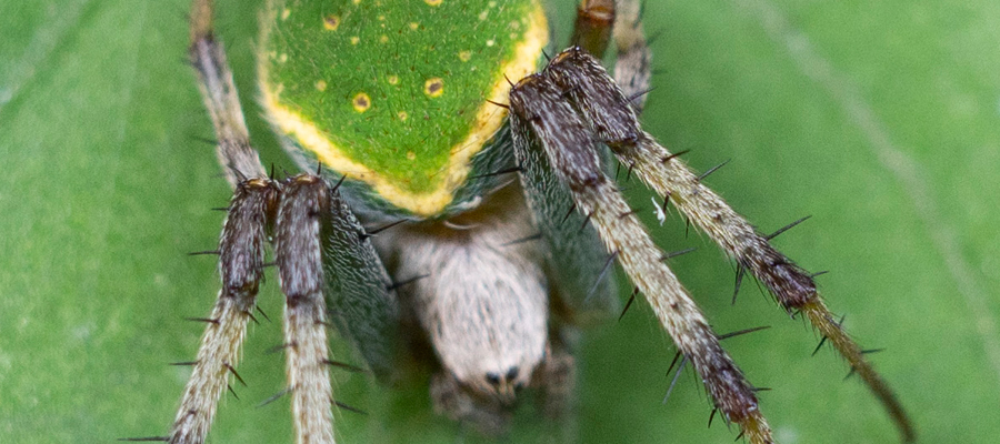 サツマノミダマシの写真