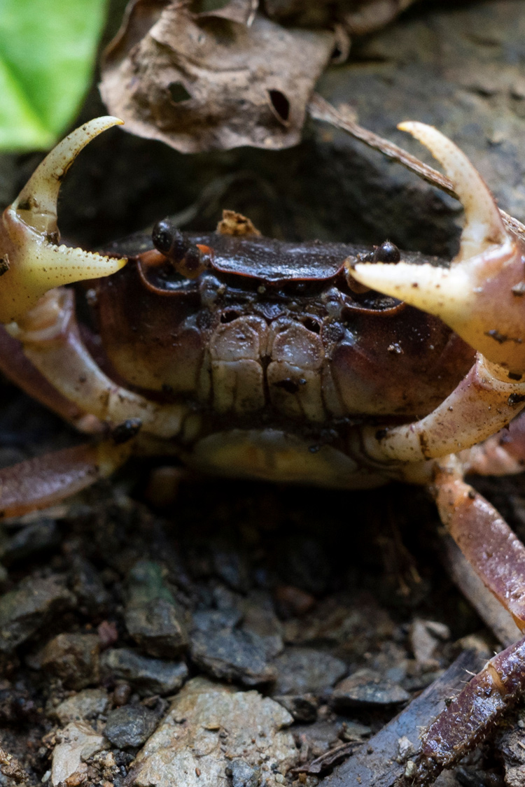 サワガニの画像