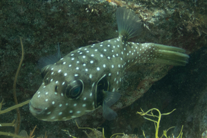 サザナミフグの色