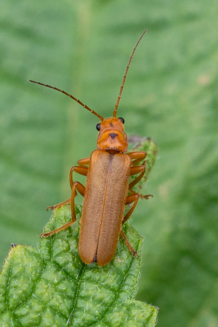 セボシジョウカイの画像