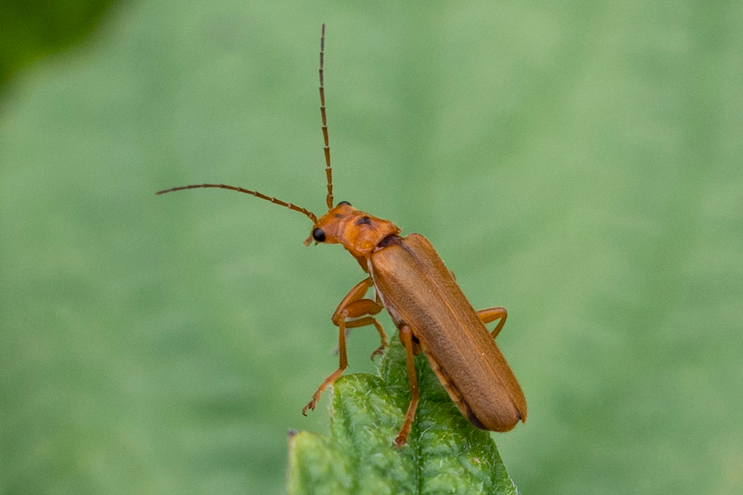 セボシジョウカイのページ