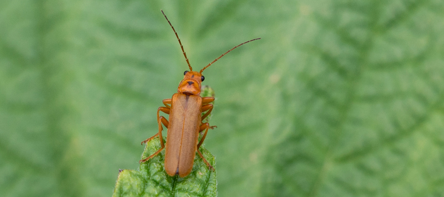 セボシジョウカイの写真
