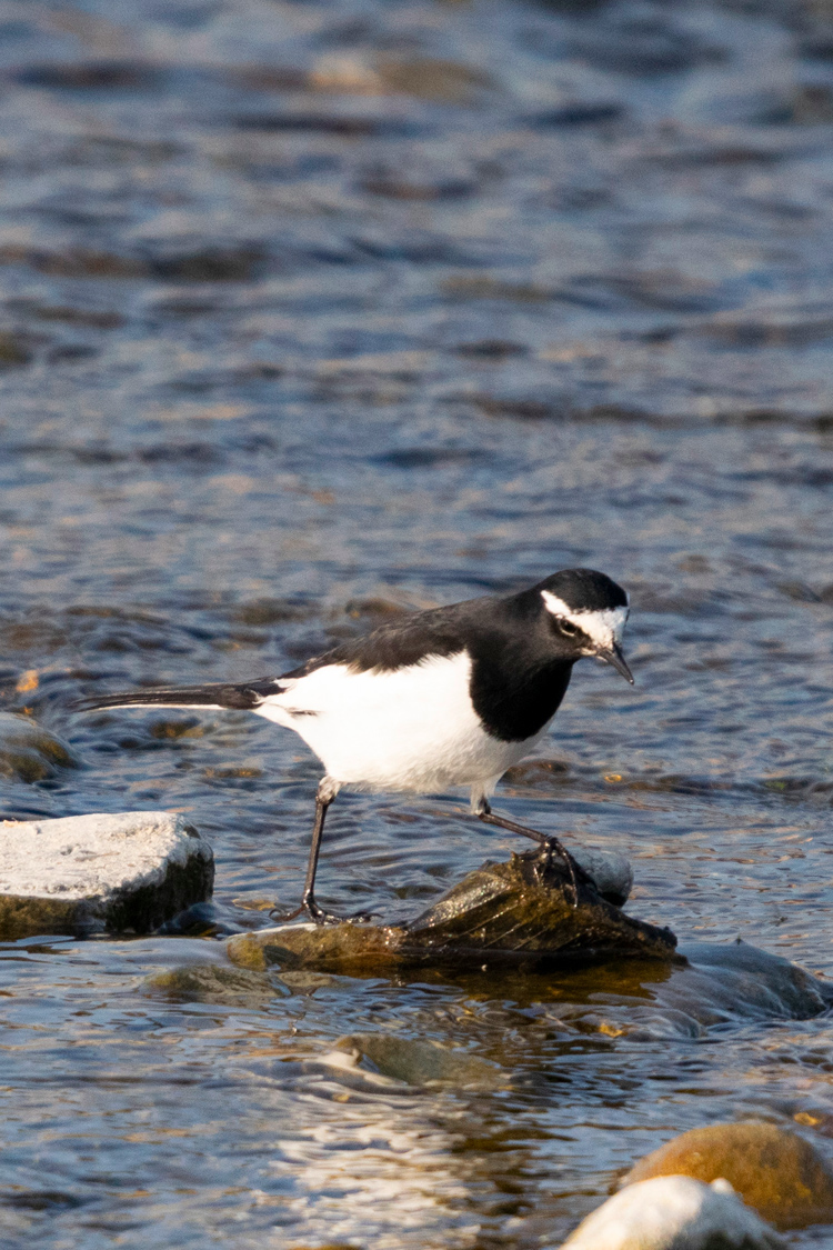 セグロセキレイの画像