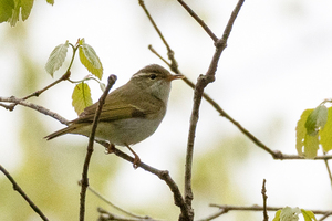 センダイムシクイの写真
