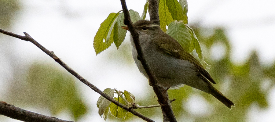 センダイムシクイの写真