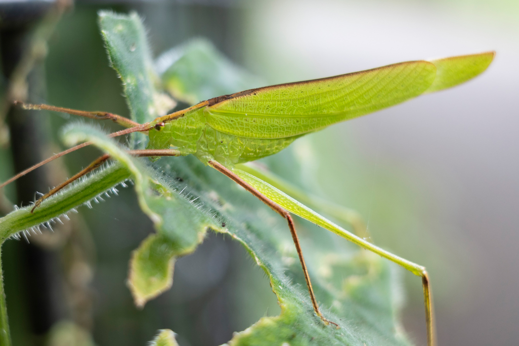 セスジツユムシのページ