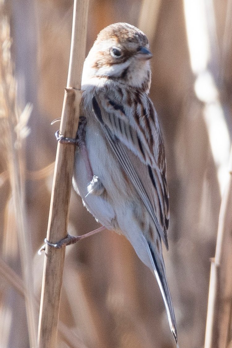 シベリアジュリンの画像
