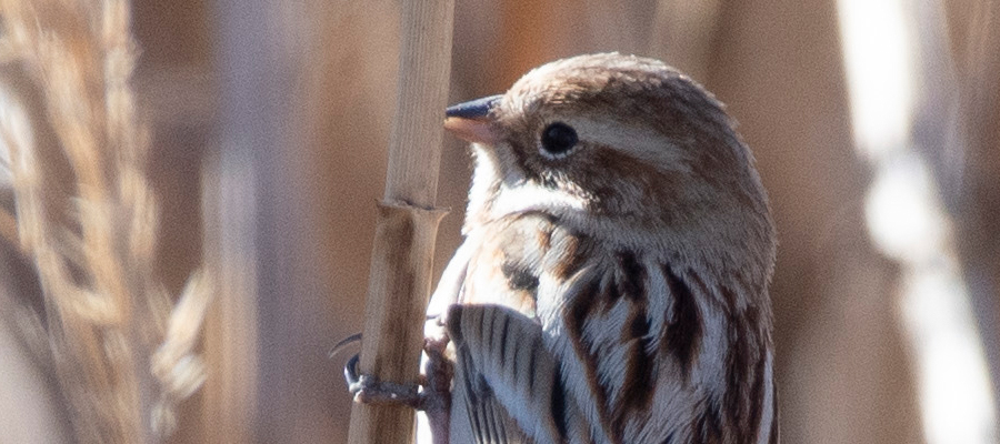 シベリアジュリンの写真