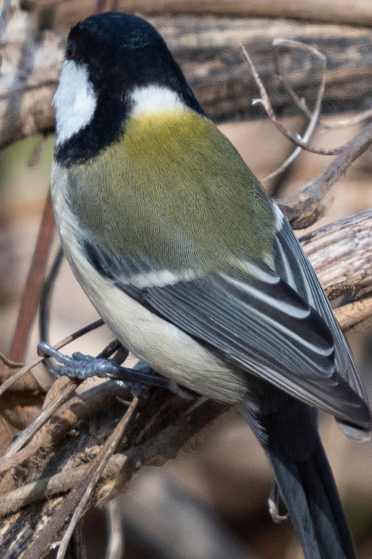 シジュウカラの画像