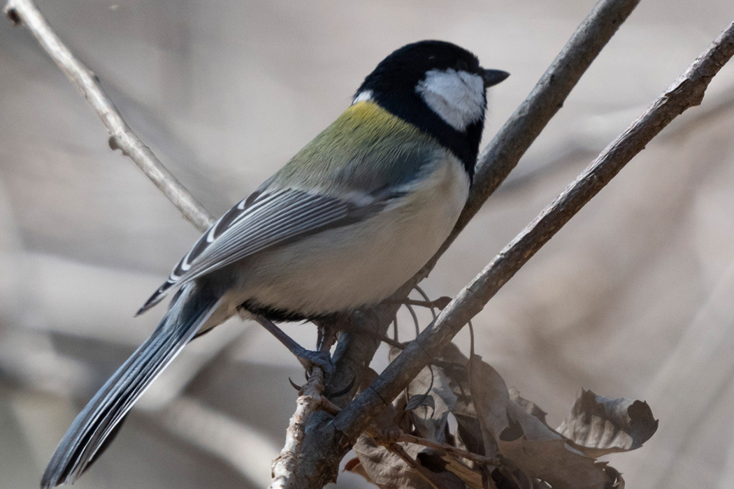 シジュウカラのページ