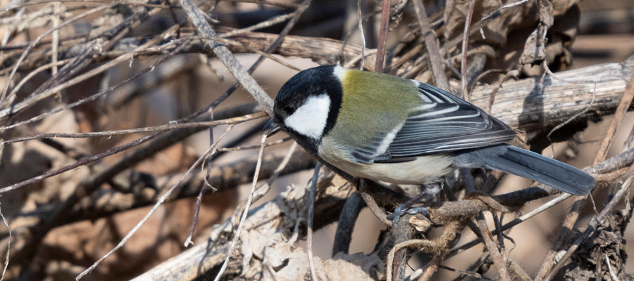 シジュウカラの写真