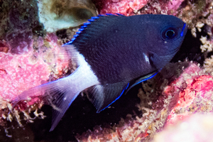 シコクスズメダイの色