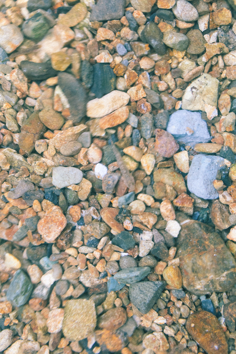 シマドジョウの画像