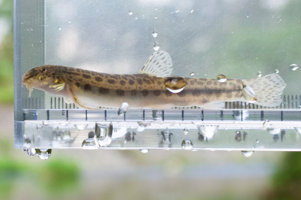 シマドジョウのページ