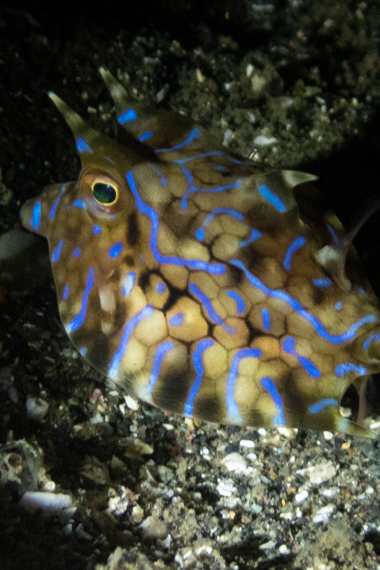 シマウミスズメの画像