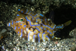 シマウミスズメの色