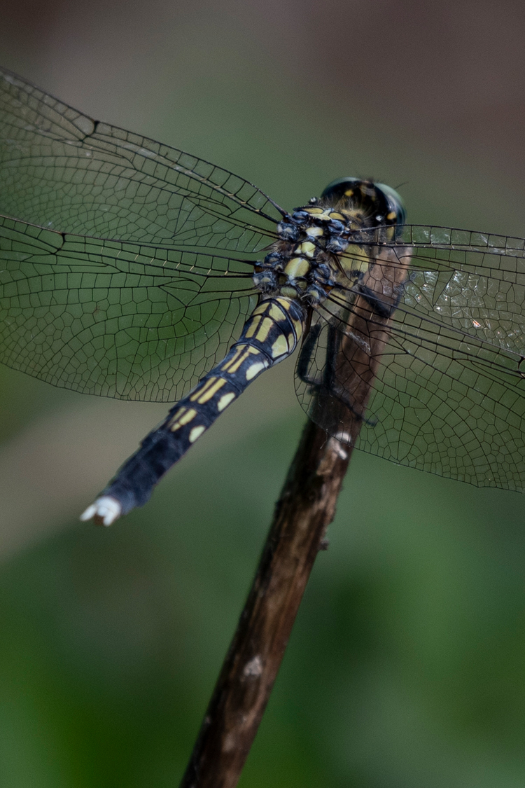 シオカラトンボの画像