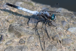 シオカラトンボ