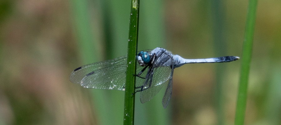 シオカラトンボの写真