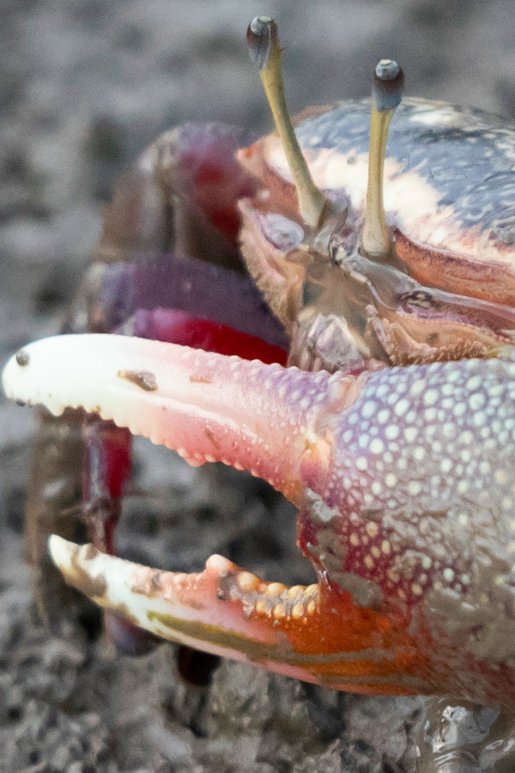 シオマネキの画像