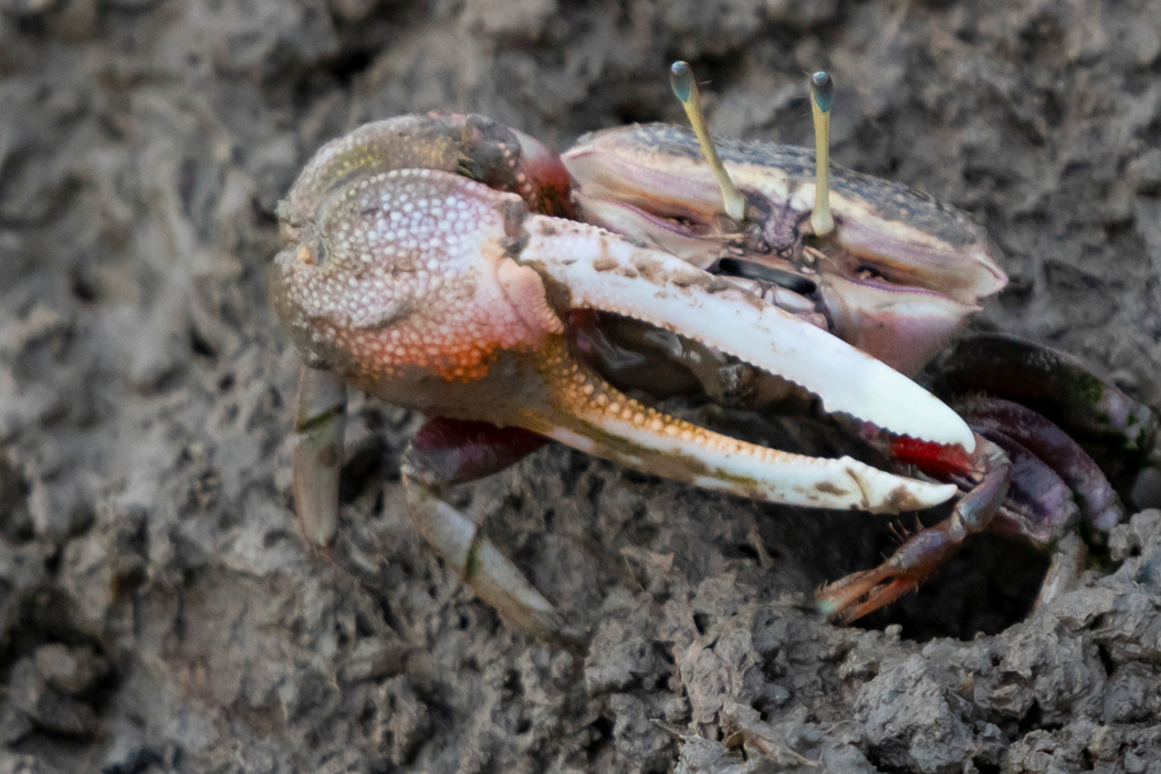 シオマネキのページ