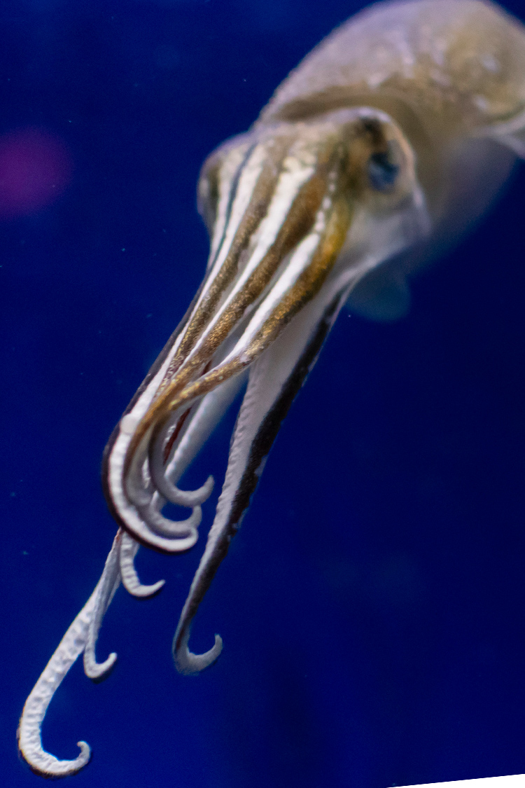 シリヤケイカの画像