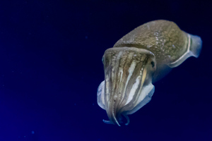 シリヤケイカの色