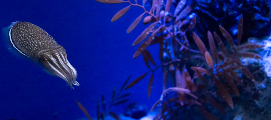 シリヤケイカの写真