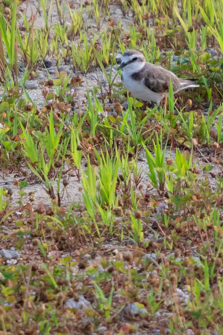シロチドリの画像