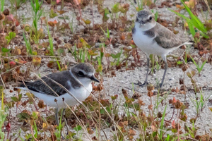 シロチドリの色