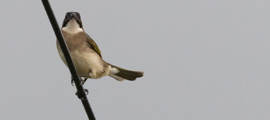 シロガシラの写真