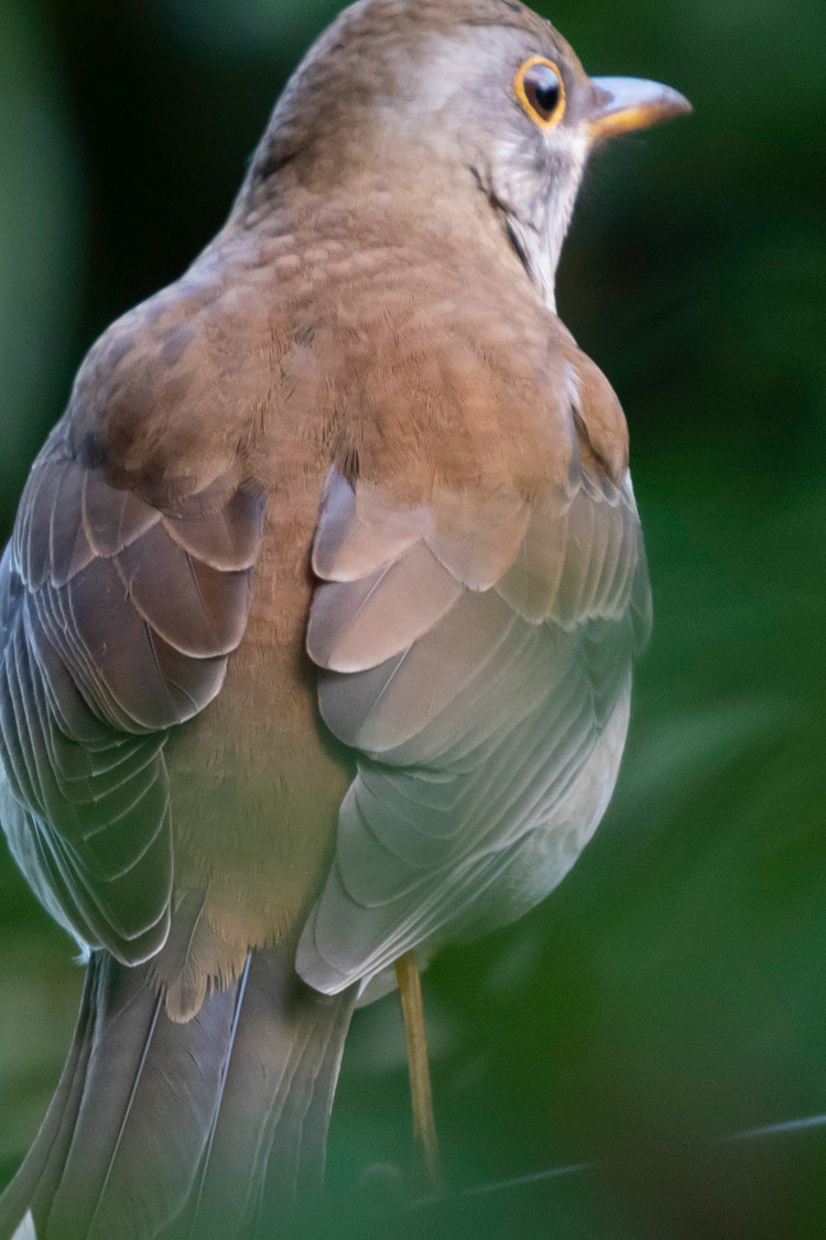 シロハラの画像
