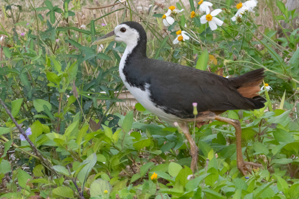 シロハラクイナのページ