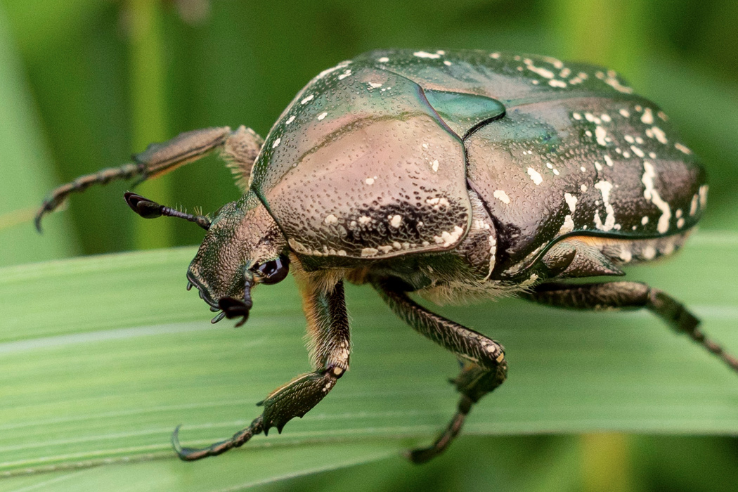 シロテンハナムグリのページ