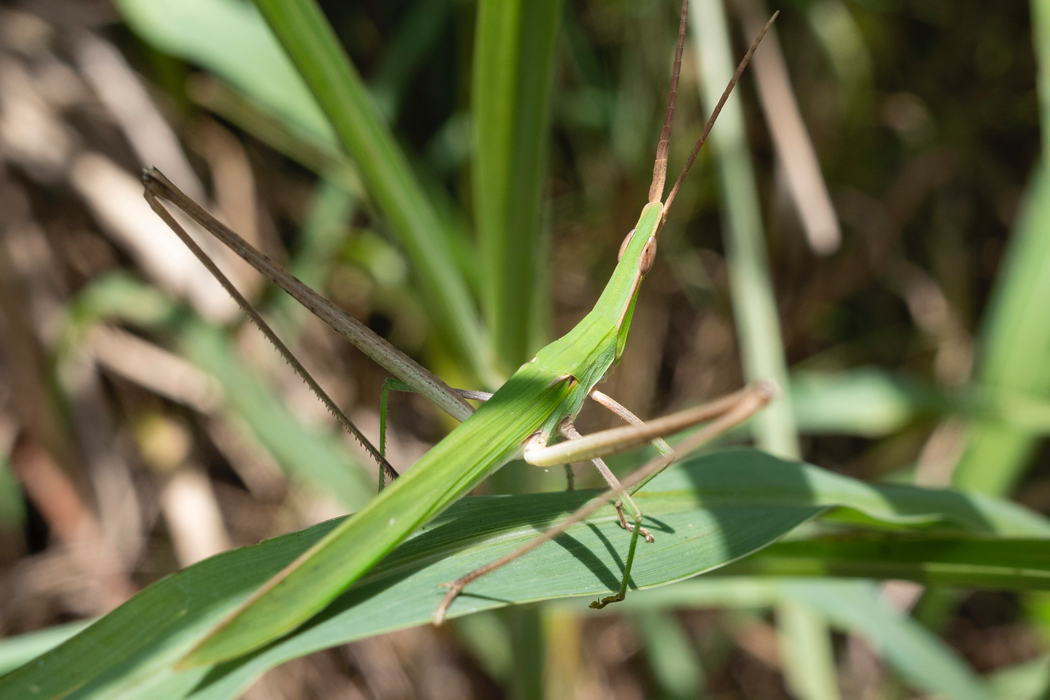 ショウリョウバッタのページ
