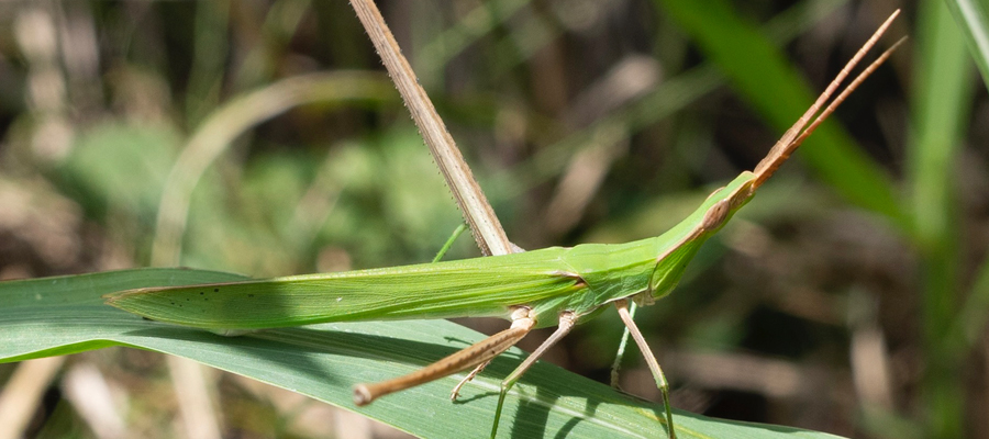 ショウリョウバッタの写真