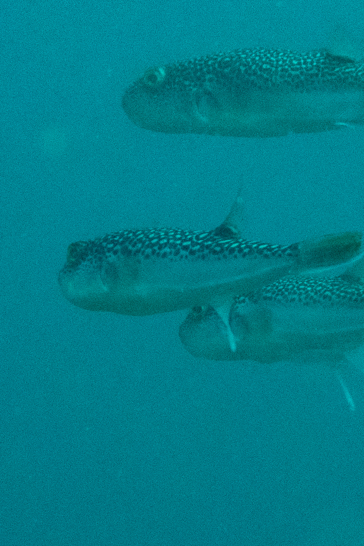 ショウサイフグの画像