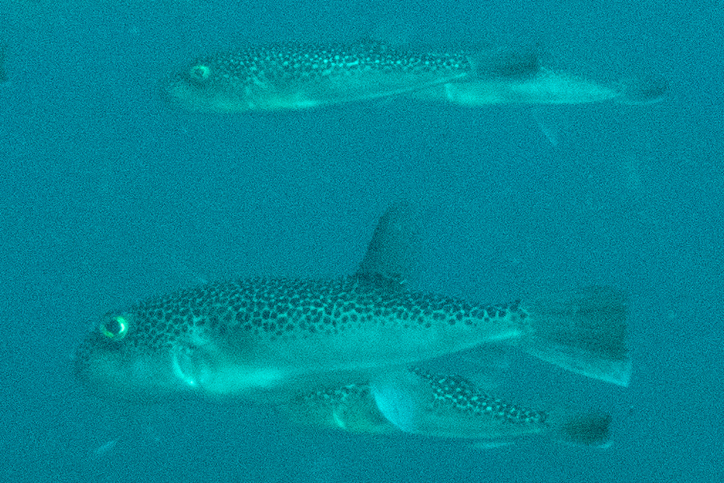 ショウサイフグのページ