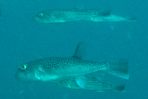 ショウサイフグの色