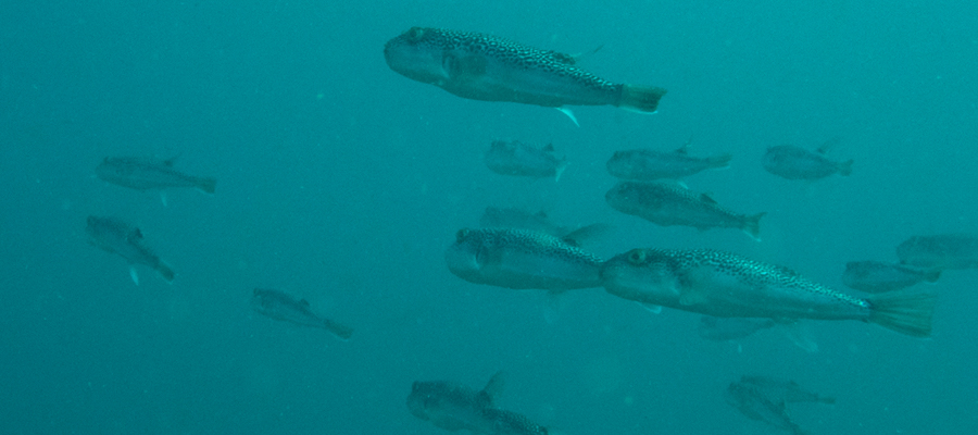 ショウサイフグの写真