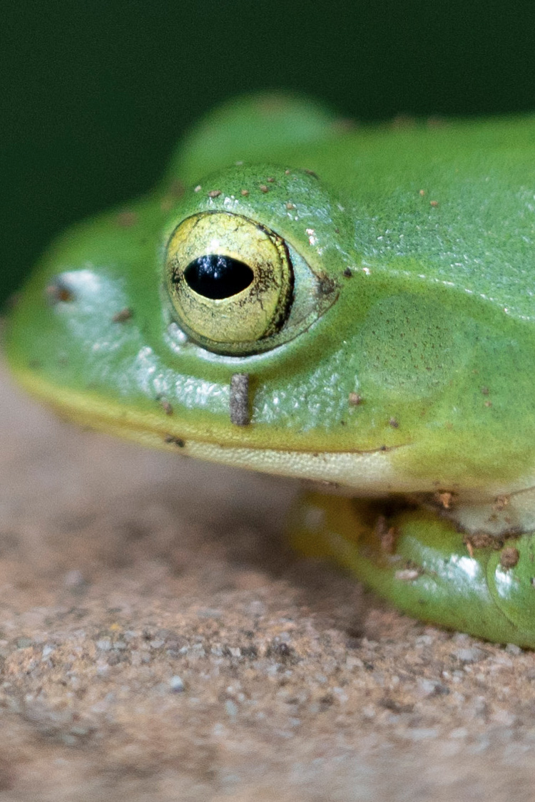 シュレーゲルアオガエルの画像
