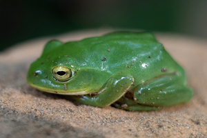 シュレーゲルアオガエルの色