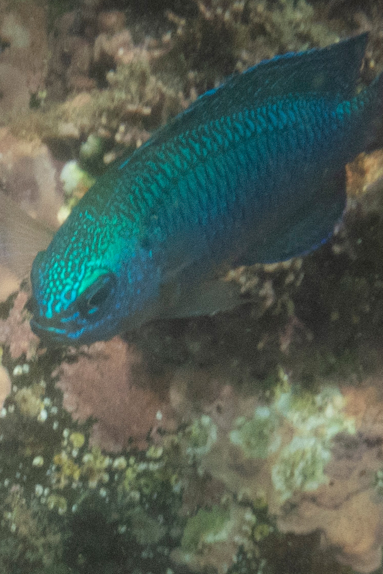 ソラスズメダイの画像