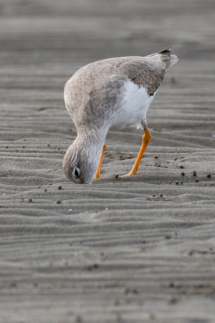 ソリハシシギの画像