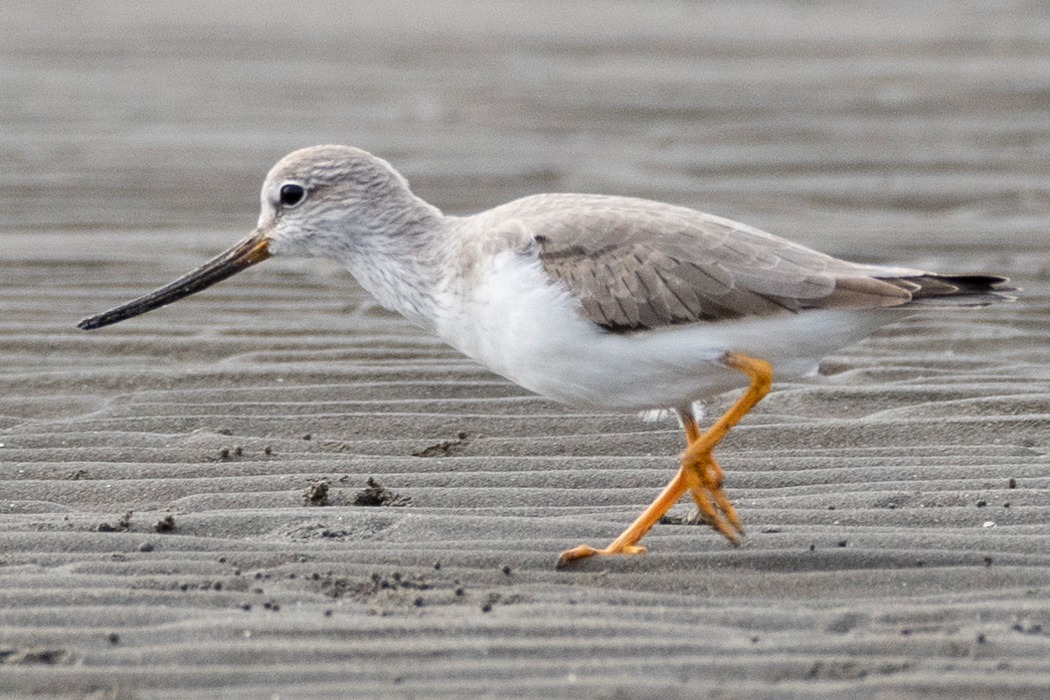 ソリハシシギのページ