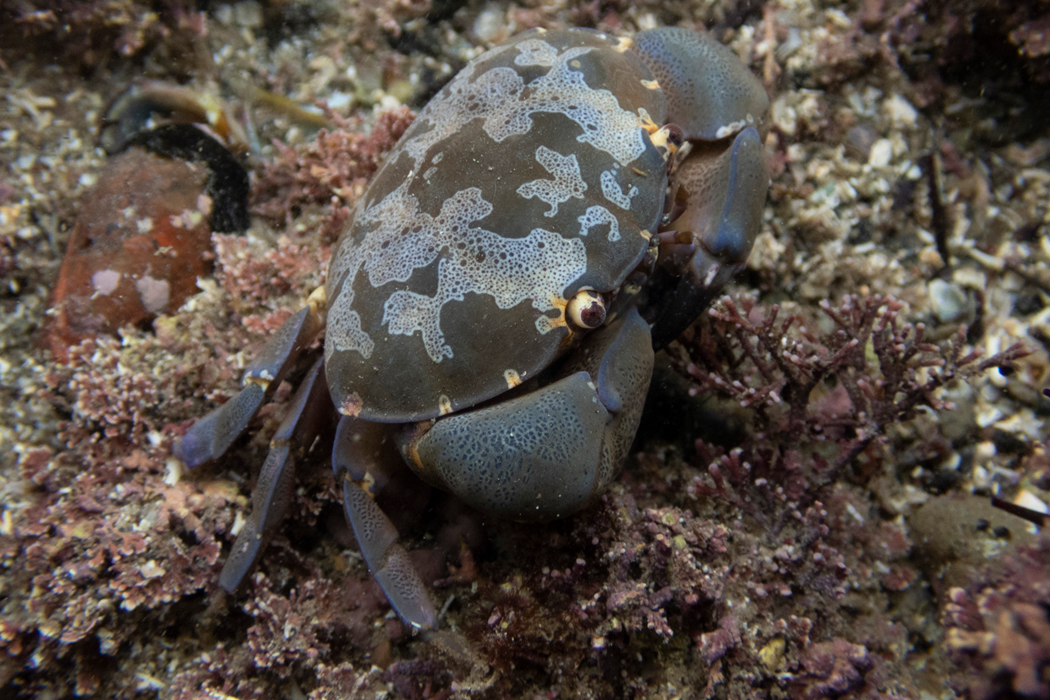 スベスベマンジュウガニのページ