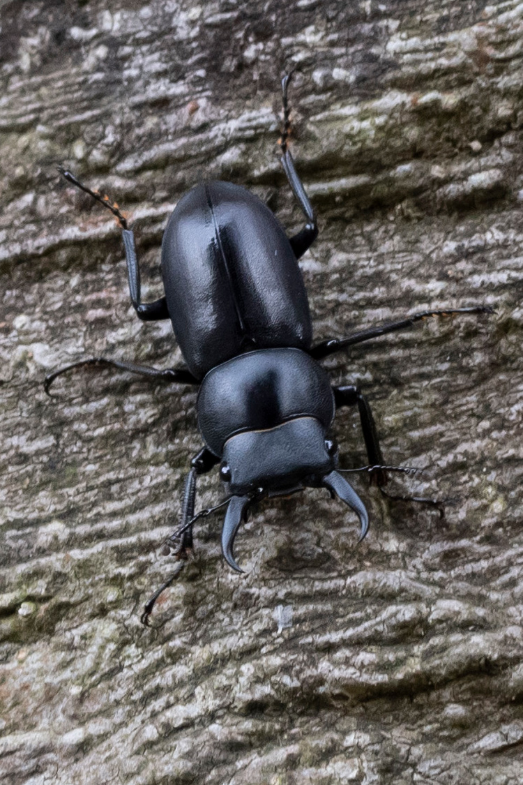 スジクワガタの画像