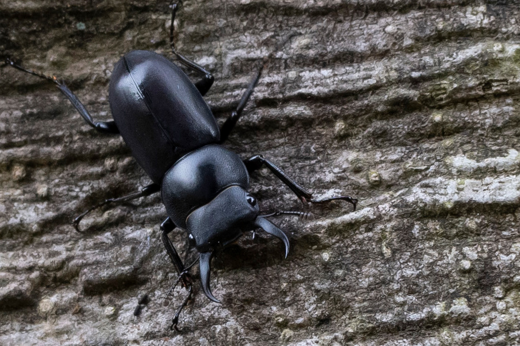 スジクワガタのページ