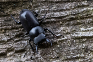 スジクワガタの色